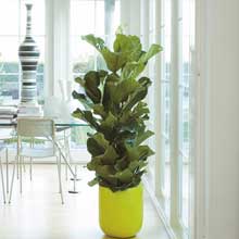 pálmákkal jobb az élet