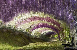 Őrült japán kertészek: a lila akác alagút