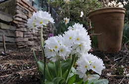 Kankalinok – a tavasz egyik kedvenc kerti virága