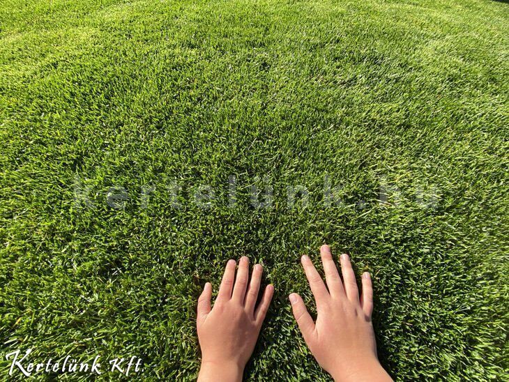 Gyepszőnyeg májusban.