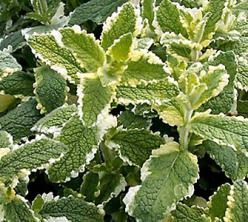 menta