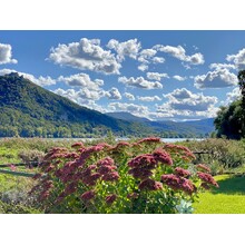 Kert a Duna partján.