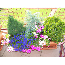 Kisméretű erkélyekhez kissebb, színes növényeket alkalmazunk.