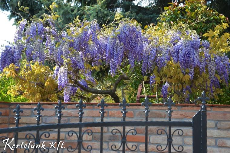Átnyúlik a falon a lila akác.