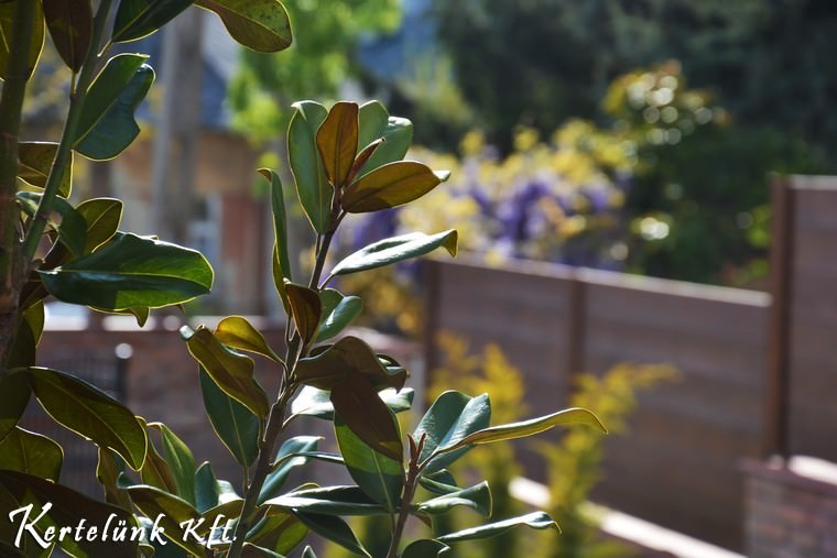 Magnólia egy budapesti mediterrán kertben.