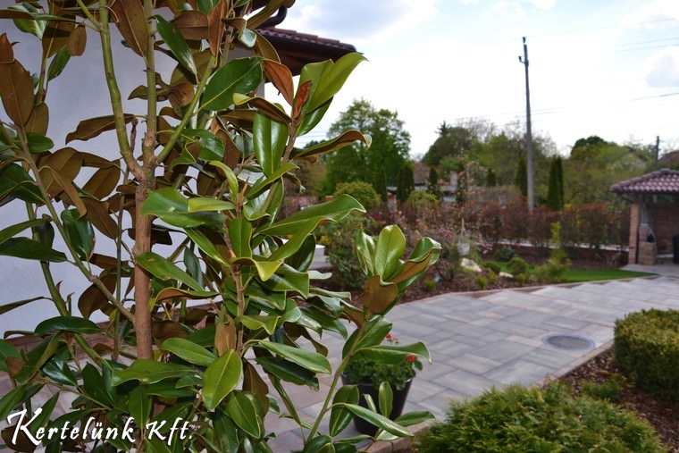 Előszeretettel telepítünk magnóliát mediterrán kertjeinkbe.
