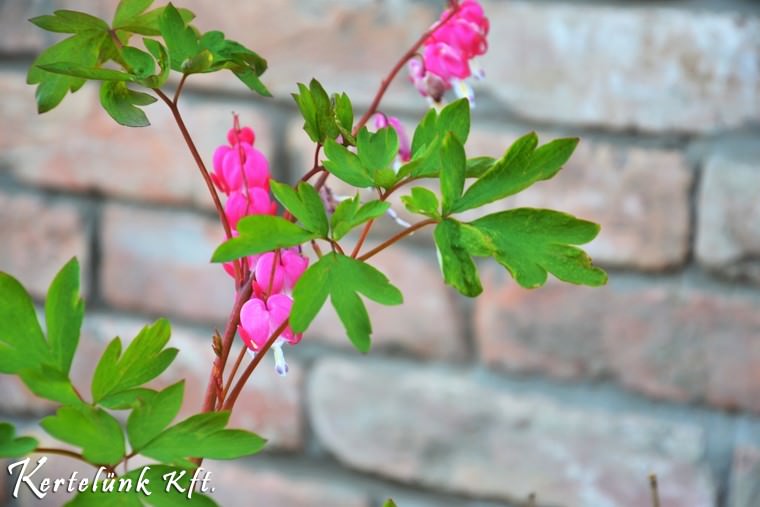 A szívvirág is illik egy mediterrán kertbe.