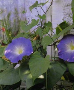 észak afrikai szulák