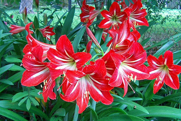 Téli kedvenc az amarillisz