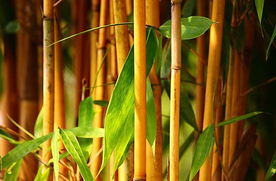 Tipikus modern kerti növény az aranyszárú bambusz. Nemcsak modern, de mediterrán kertekhez is jól illeszkedik.