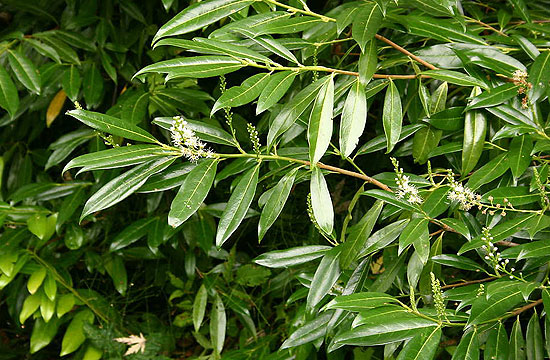 Babérmeggy melyből sövényt is nevelhetünk