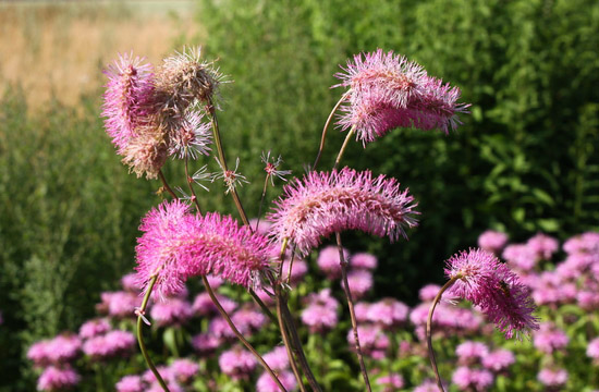 Tipikus modern kerti növény a vérfű