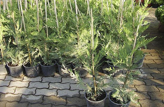 Citrus csemete a faiskolában