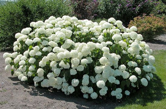 A cserjés hortenzia szinte bármelyik kertbe beilleszthető