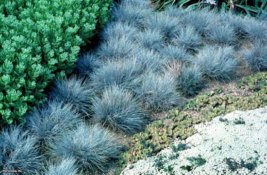 A szárazabb kertekben is kékellik a deres csenkesz.