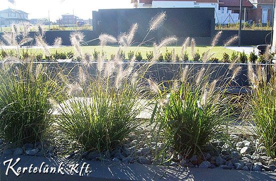 A másik jellegzetes növény a díszfű