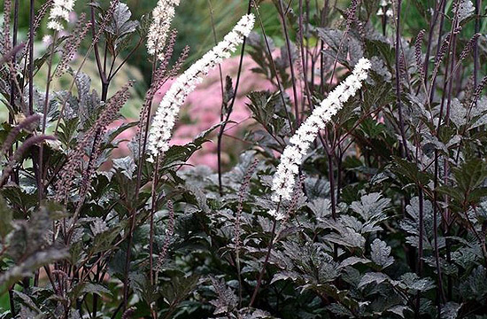 Kicsit sötétebb színvilágú a poloskavész