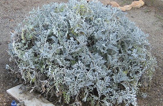 Az ezüstös hamvaska