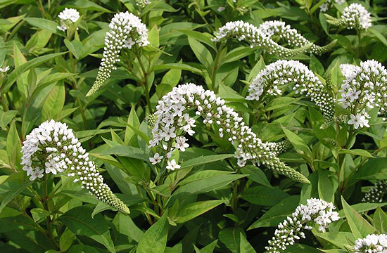 Különös megjelenésú a hattyúnyakú lizinka