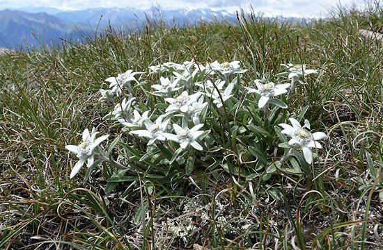 Ő a jól ismert havasi gyopár