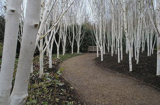 Fehér kérge és sötétzöld koronája miatt a himalájai nyír is nagyon népszerű modern kerti növény