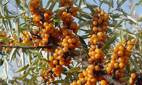 A legjobb természetes C vitamin a homoktövis