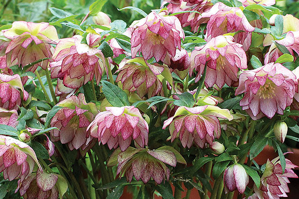 Új szereplő a cserepes hunyor