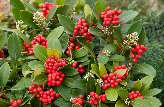 Modern kertek további kedvelt növénye a dérbabér is