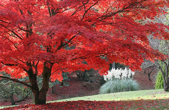 Különleges formája miatt a japán juhar kedvelt növény.