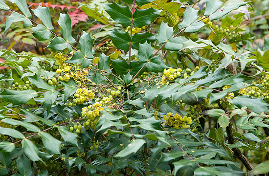 A mahónia is népszerű modern kerti növény
