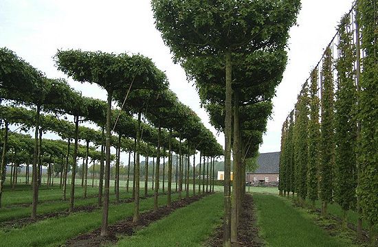 Főként a napos kerteket kedveli a juharlevelű platán