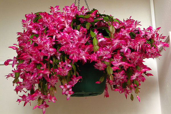 Több színben kapható a karácsonyi kaktusz