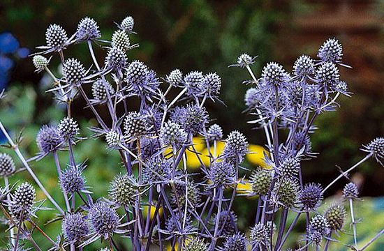 Színes folt a kék iringó