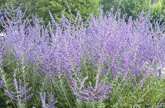 Szárazságtűrő modern növény a sudárzsálya