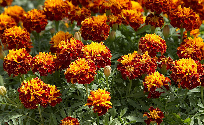 Kisvirágú bársonyvirág narancs színbe öltözteti a kertet