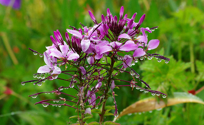 Különös megjelenésű mediterrán virág