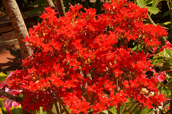 Minden évszakban megfelelő szobanövény a korallvirág