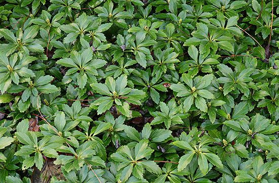 Kedvelt növény a kövérke is