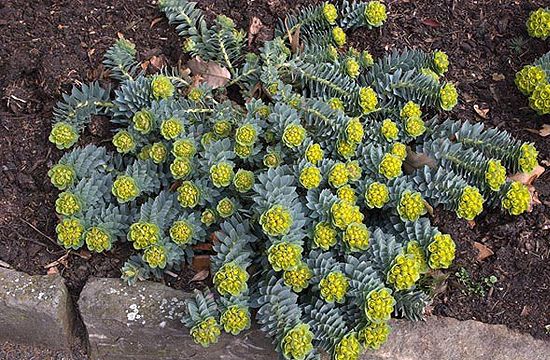 A kutyatej is sokszor megfodul egy modern kertben