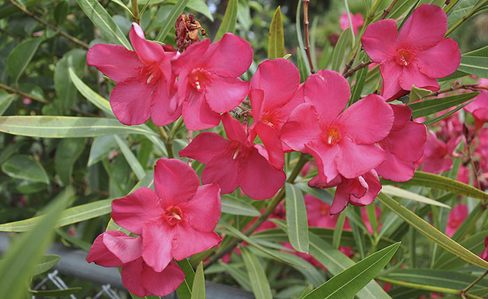 Magyarországon is kedvelt a leander