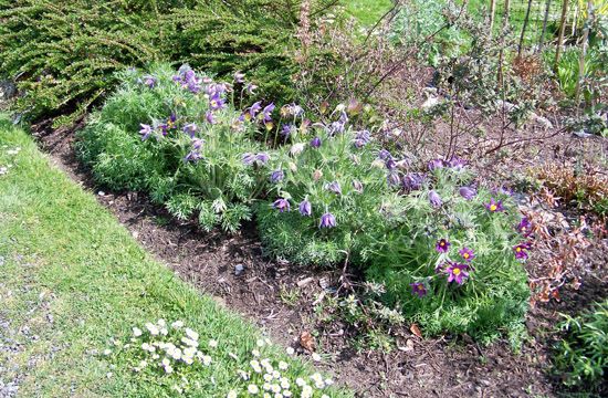 Ezt szinte mindenki ismeri: a leánykökörcsin. Ez is top sziklakerti növény.