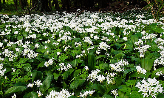 Tavasszal nyílik a medvehagyma