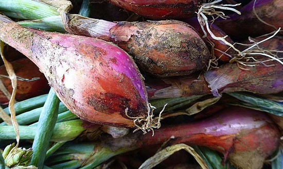 A zöldésgestől ismert a mogyoróhagyma