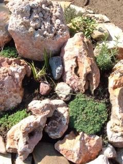 Érdemes olyan növényt ültetni mely bírja a meleget és szárazságot