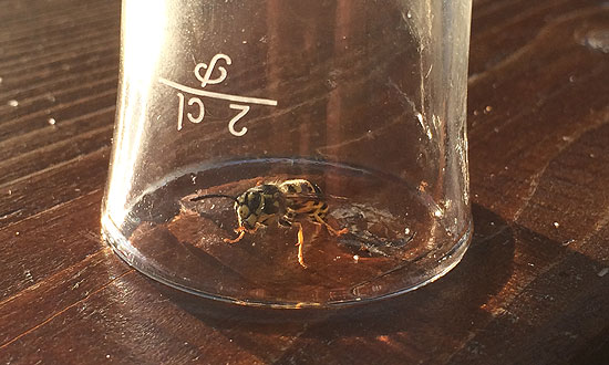 Nyári kert darázscsapda