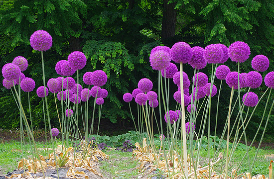 Napos helyre ültessük a díszhagymát
