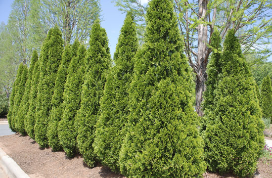 Oszlopos boróka sövénynek tökéletes