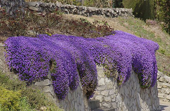 Mint egy lila szőnyeg. Ez a pázsitviola!