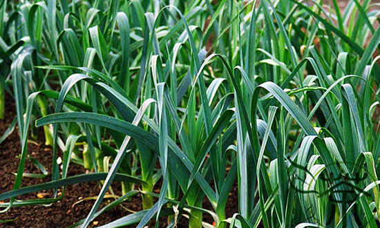 A póréhagyma is igen népszerű