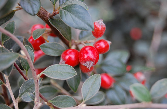 Egészen kontrasztos megjelenése van a madárbirsnek is